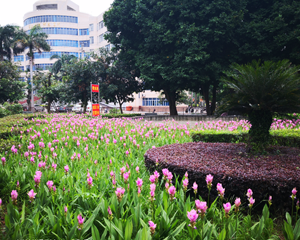 闽南师范大学姜荷花花坛