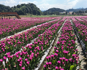 福建万寿岩百亩姜荷花海景观